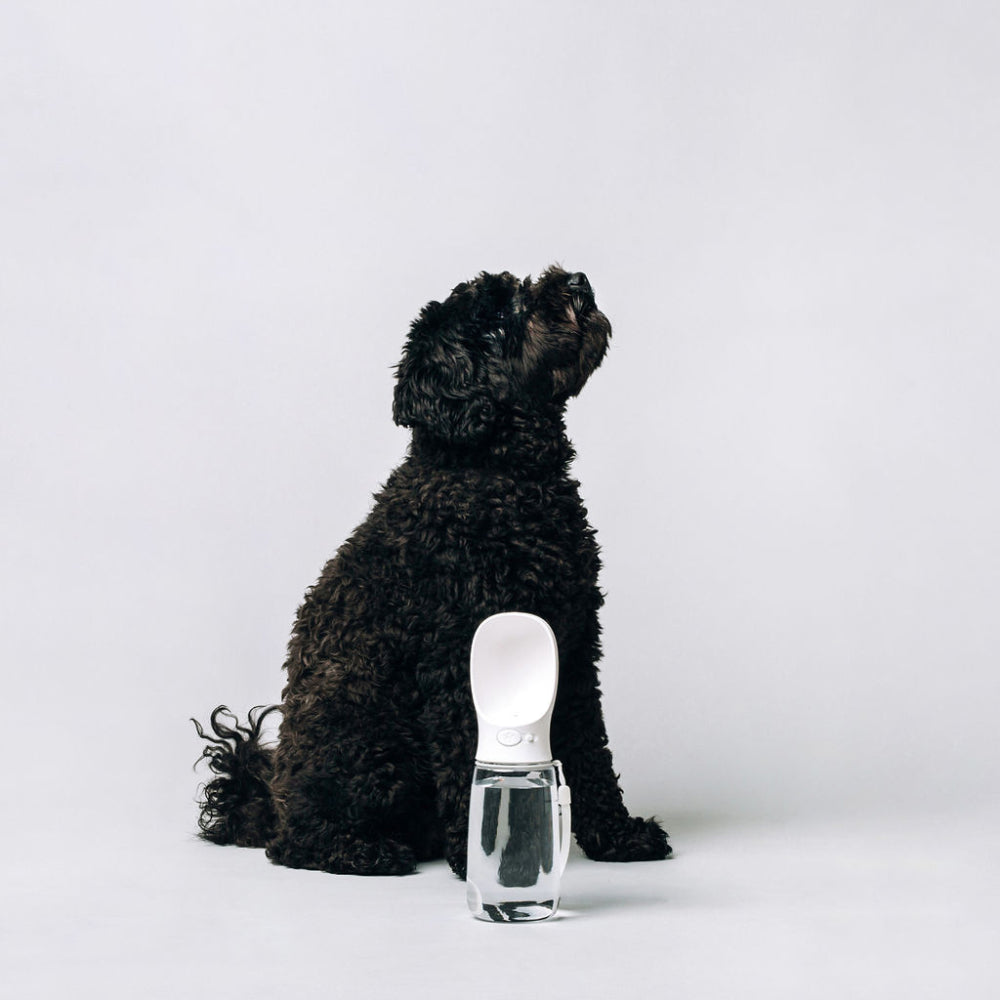 Thirsty Dog Drink Bottle White - The Good Pet Home