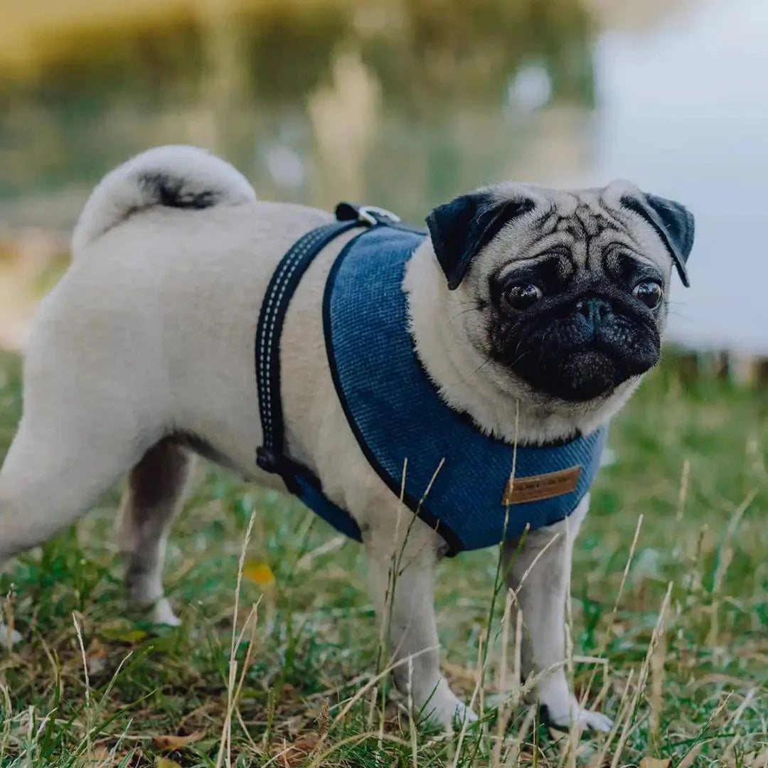 Pug wearing a blue harness standing in grass with a blurred natural background