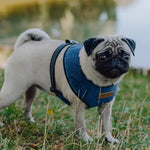 Pug wearing a blue harness standing in grass with a blurred natural background