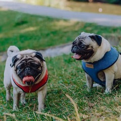 Two pugs in harnesses standing on grass with a blurred background