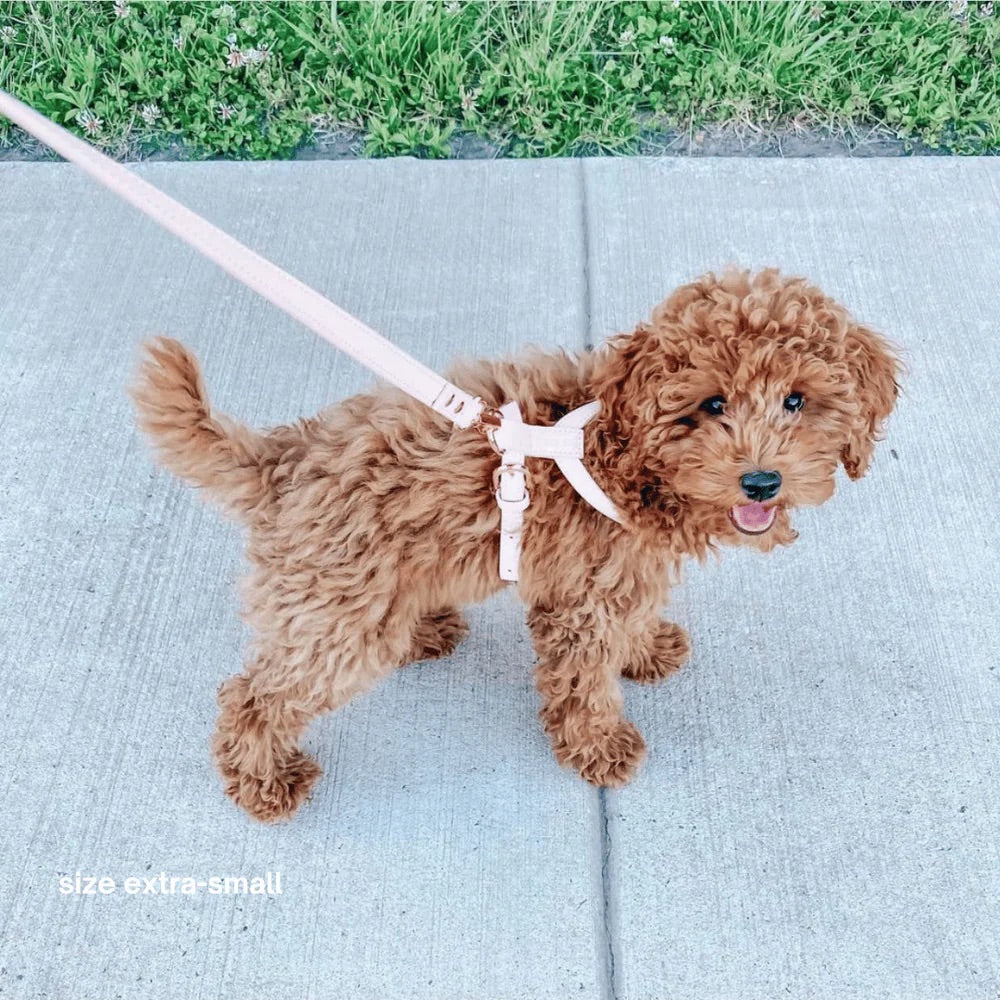 Small brown dog on a leash on a concrete surface with grass in the background