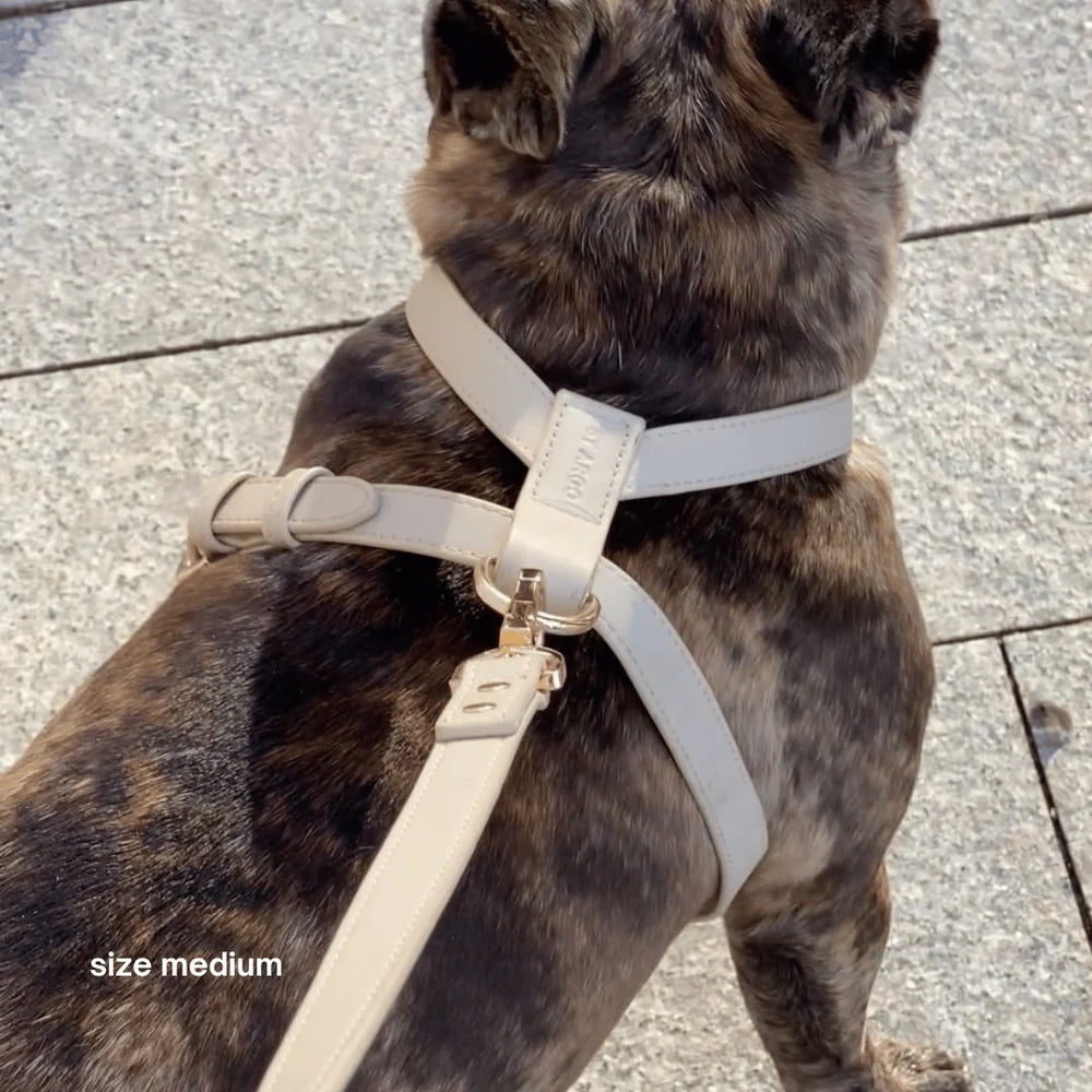 Dog on a pavement background
