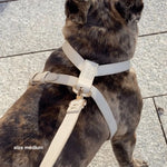 Dog on a pavement background