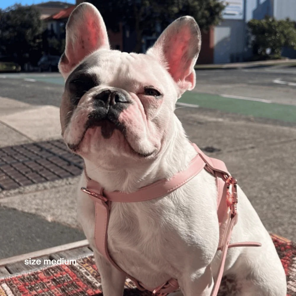 White dog with pink lead standing on a street