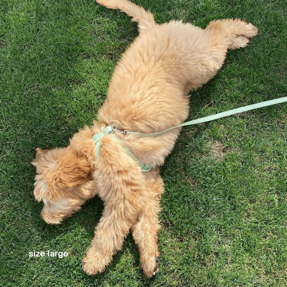 Dog on a leash lying on grass with 'size large' text