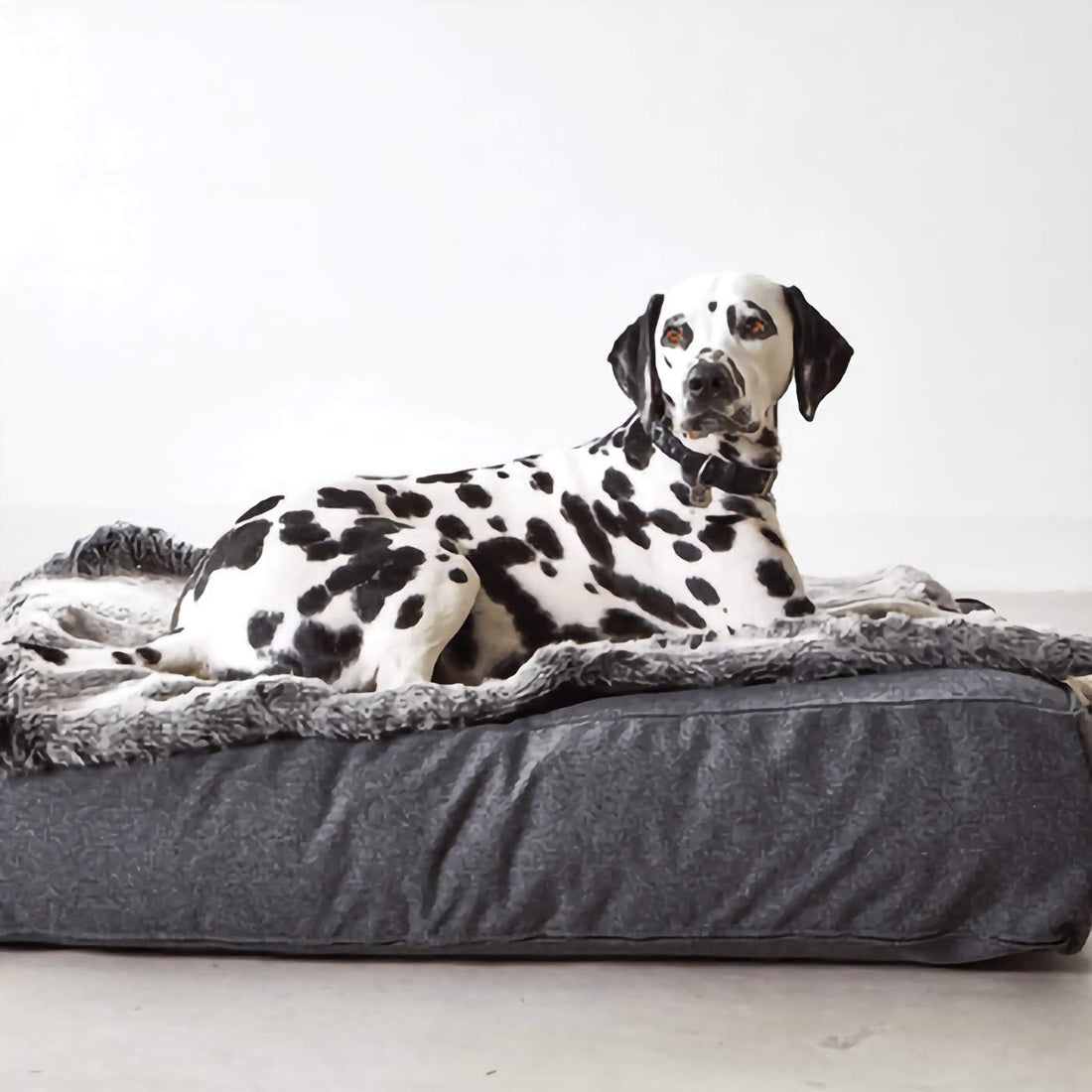 Felpa Dog Blanket