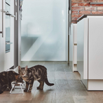 Cat Feeder