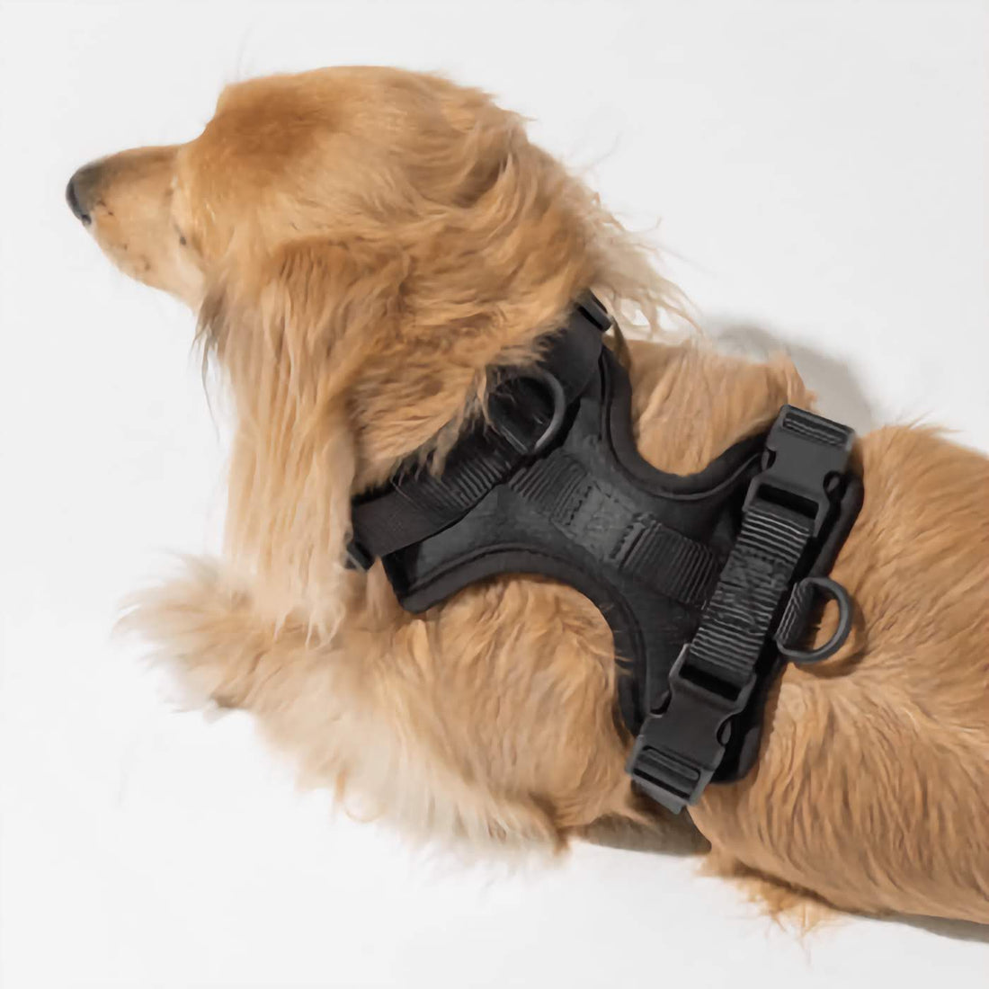 Dog Harness - Black