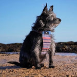 dog with harness 
