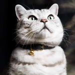 Cat Collar