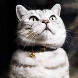 Caviar Cat Collar