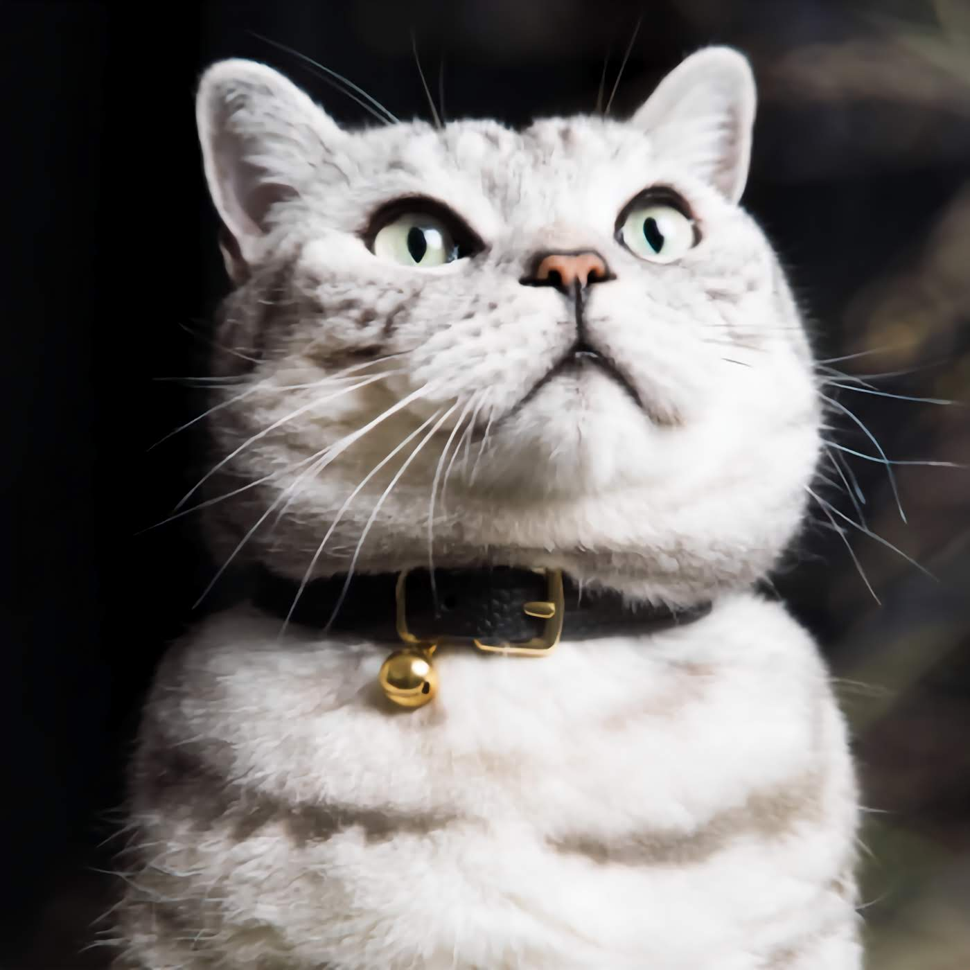 Caviar - Beluga Cat Collar