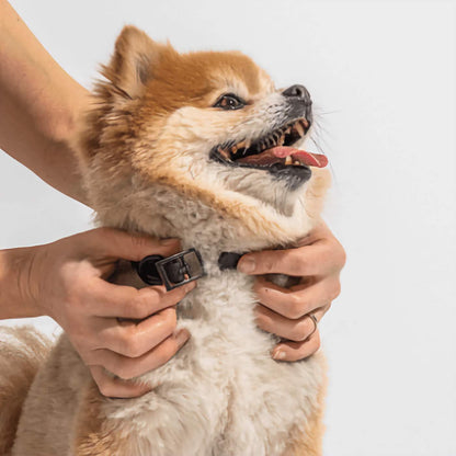 Dog Collar - Black