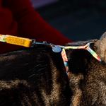 rainbow skinny lead