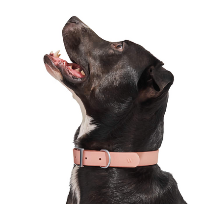 Dog Collar - Blush