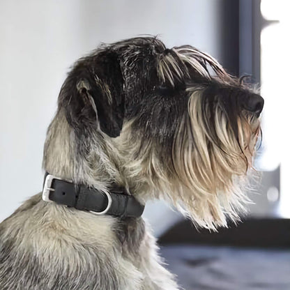 Torino Dog Collar - Slate