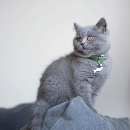 Cheshire &amp; Wain - Fish I.D Cat Tag