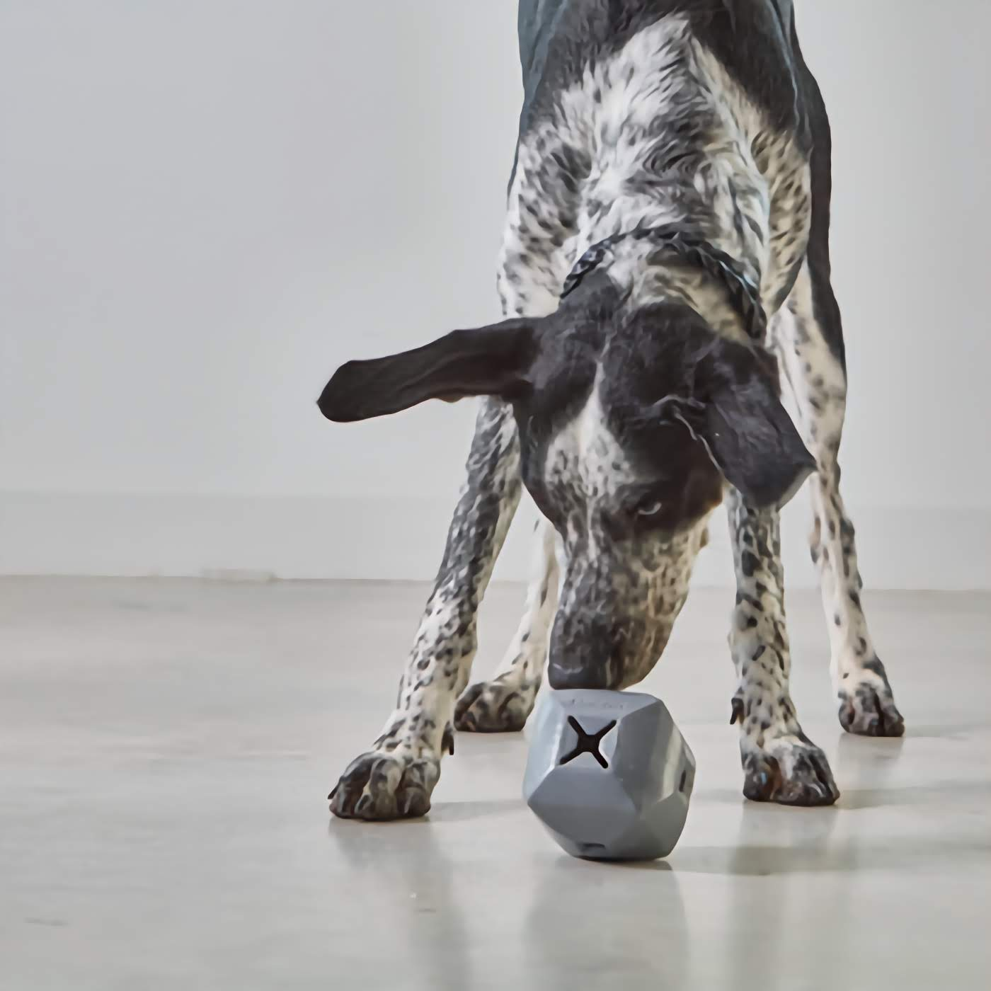 Dado Activity Dog Toy - Nude