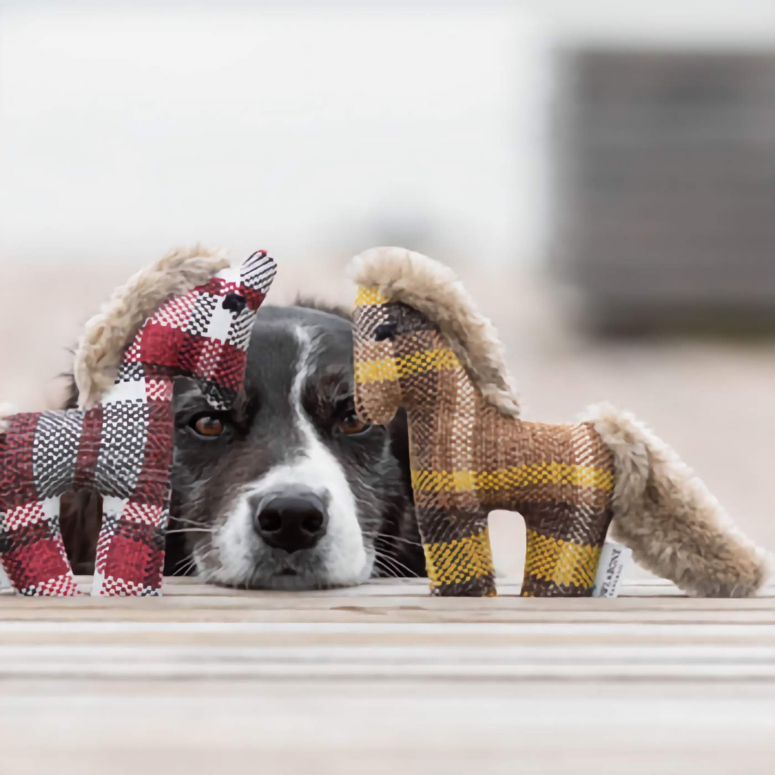 Dog Toy Pony