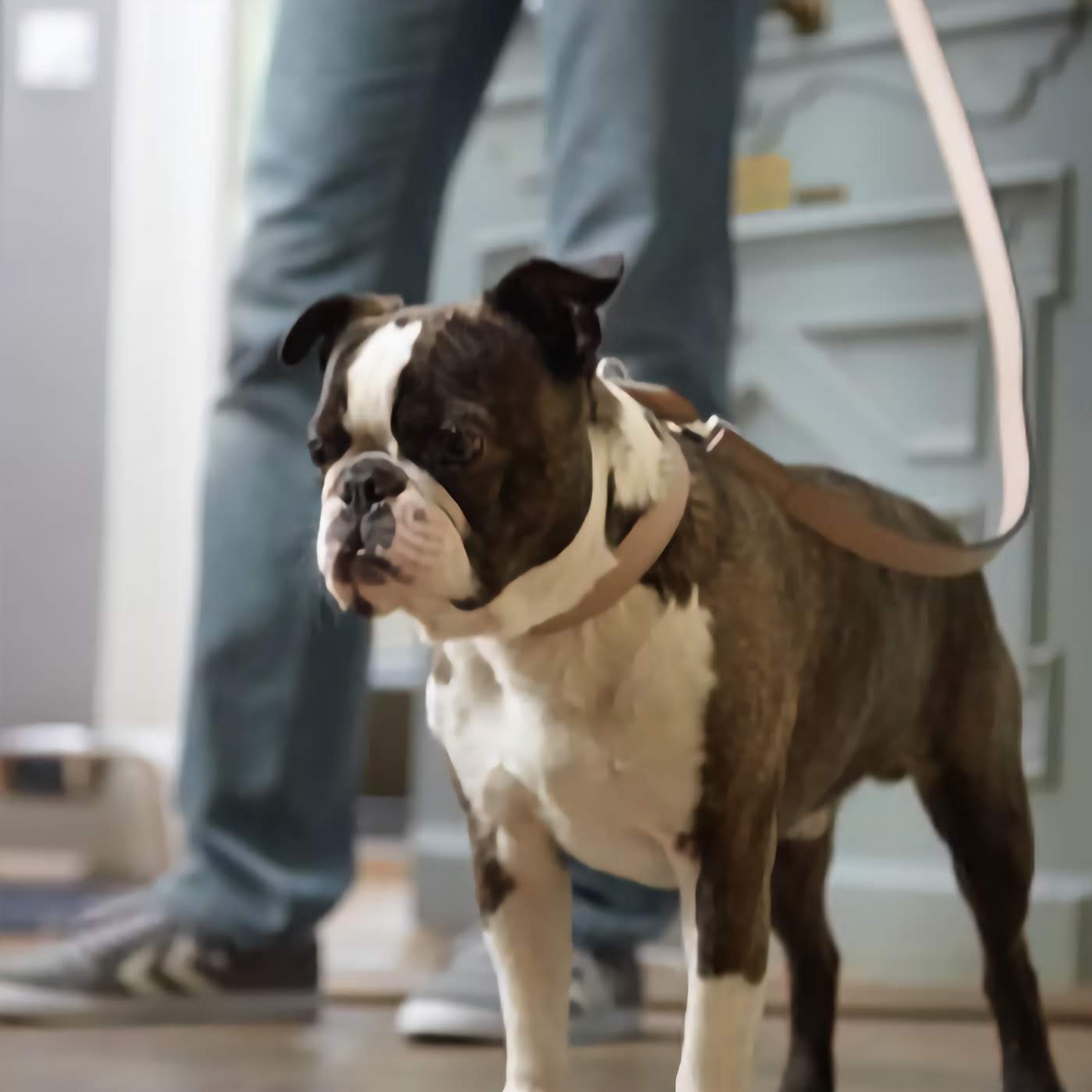 Torino Dog Lead - Slate