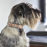 Torino leather dog collar 