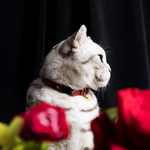 Cat collar