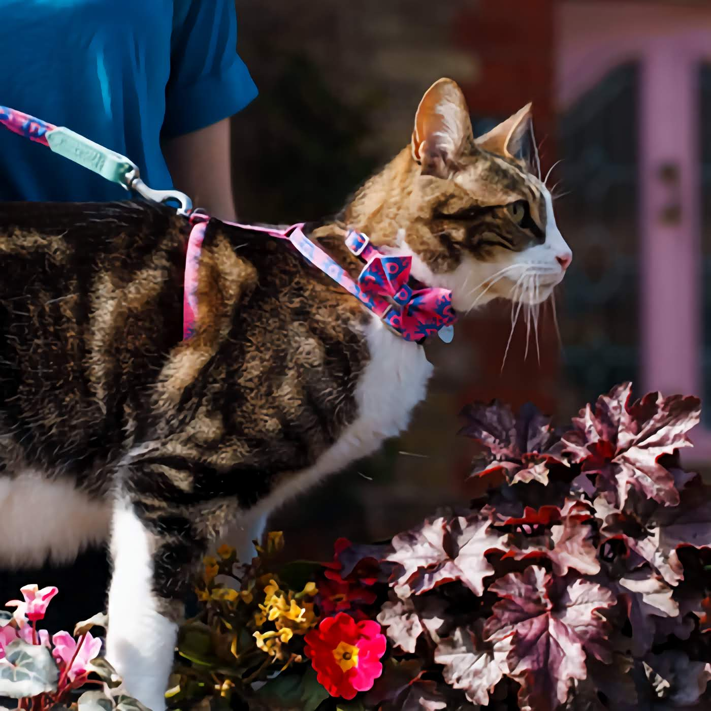 cat with bow tie collar and harness