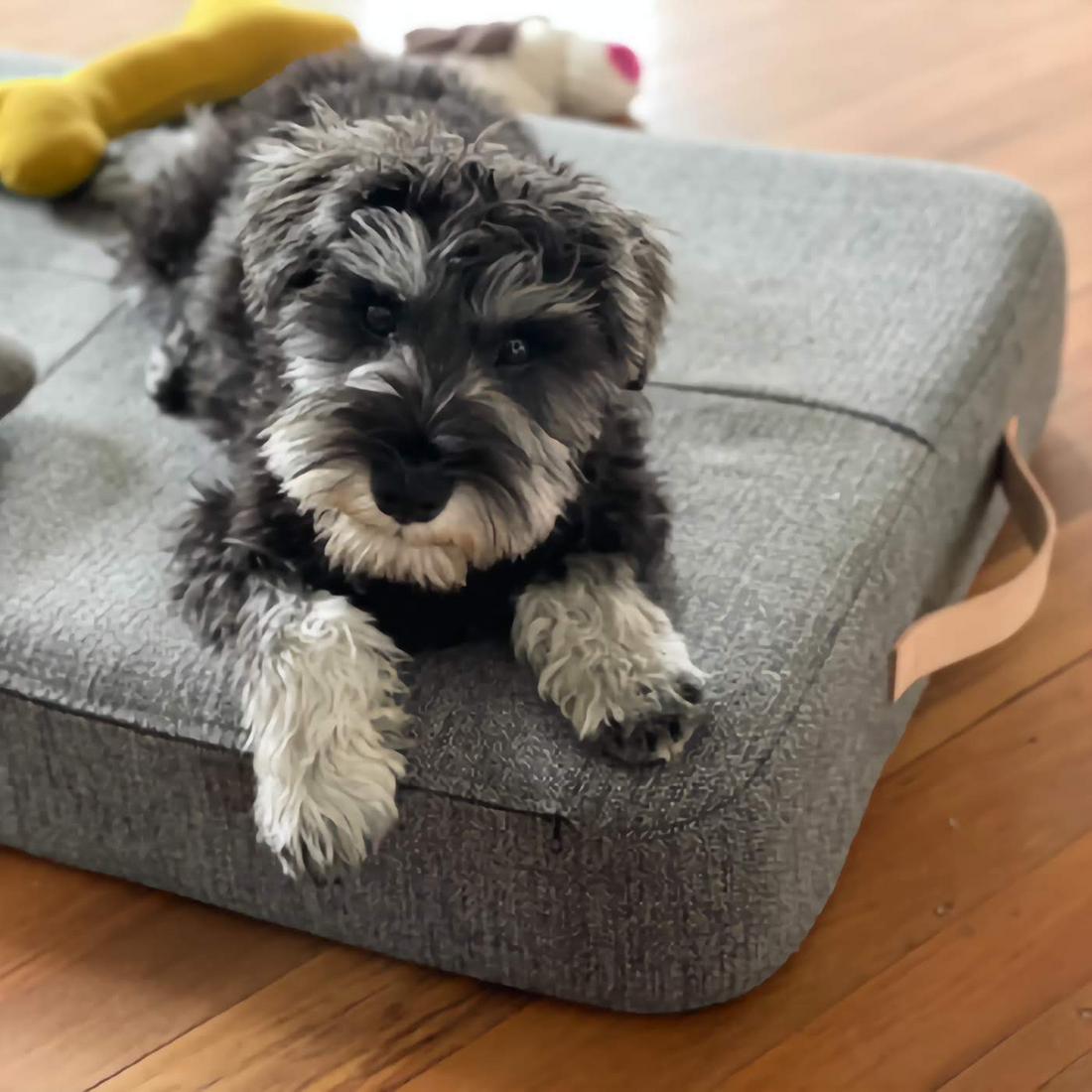 Bravo Dog Bed - Grey