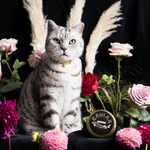 Cat collar