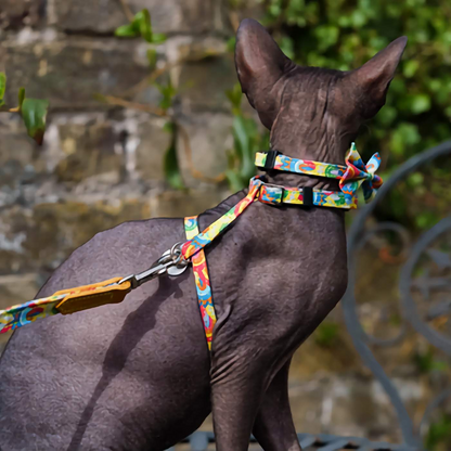 Over The Rainbow Cat Breakaway Collar