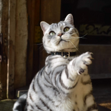 Jabberwocky - Wonderland Edition Cat Collar