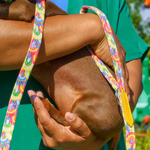 rainbow skinny lead 