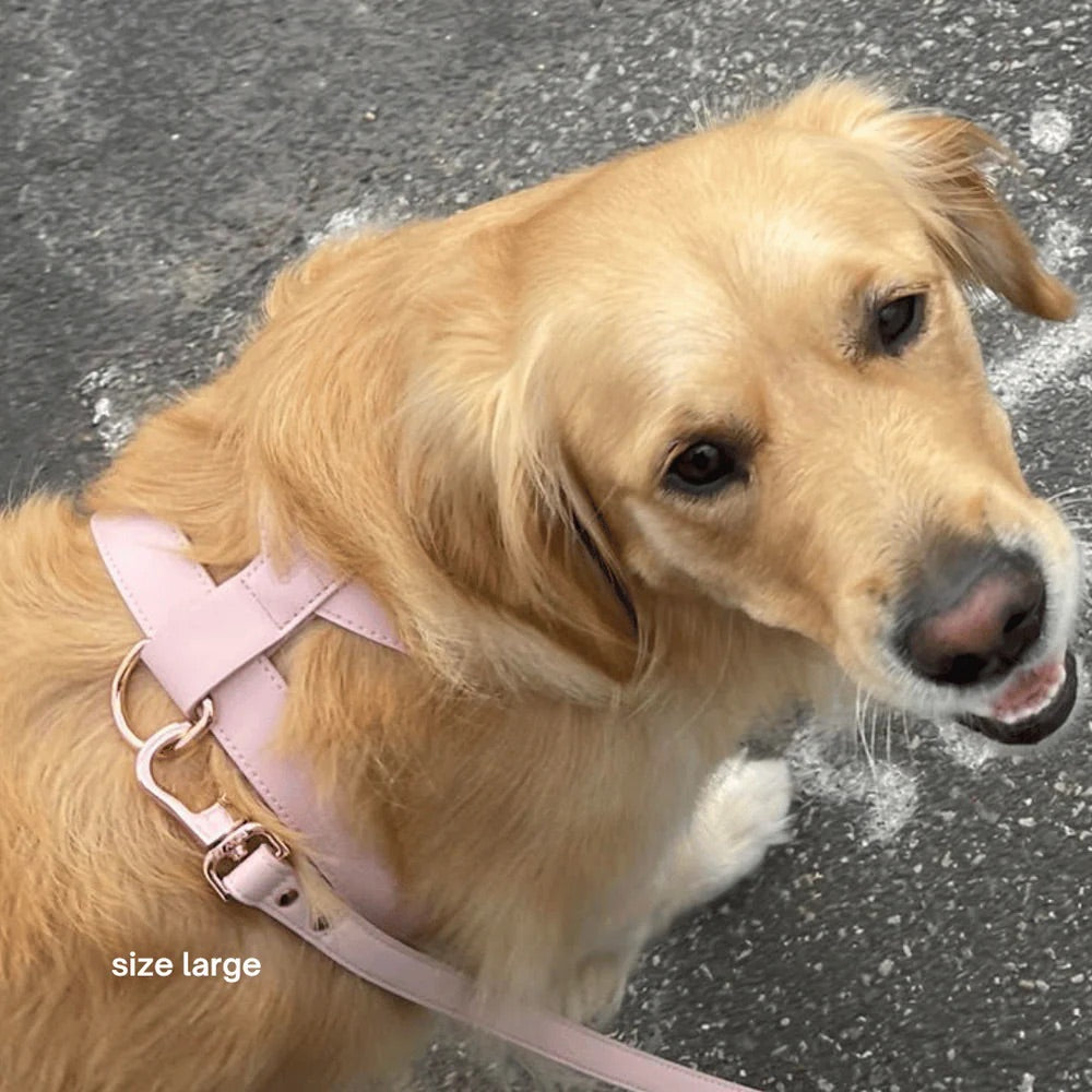 Dog wearing a pink harness on a wet pavement