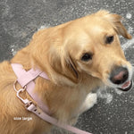 Dog wearing a pink harness on a wet pavement
