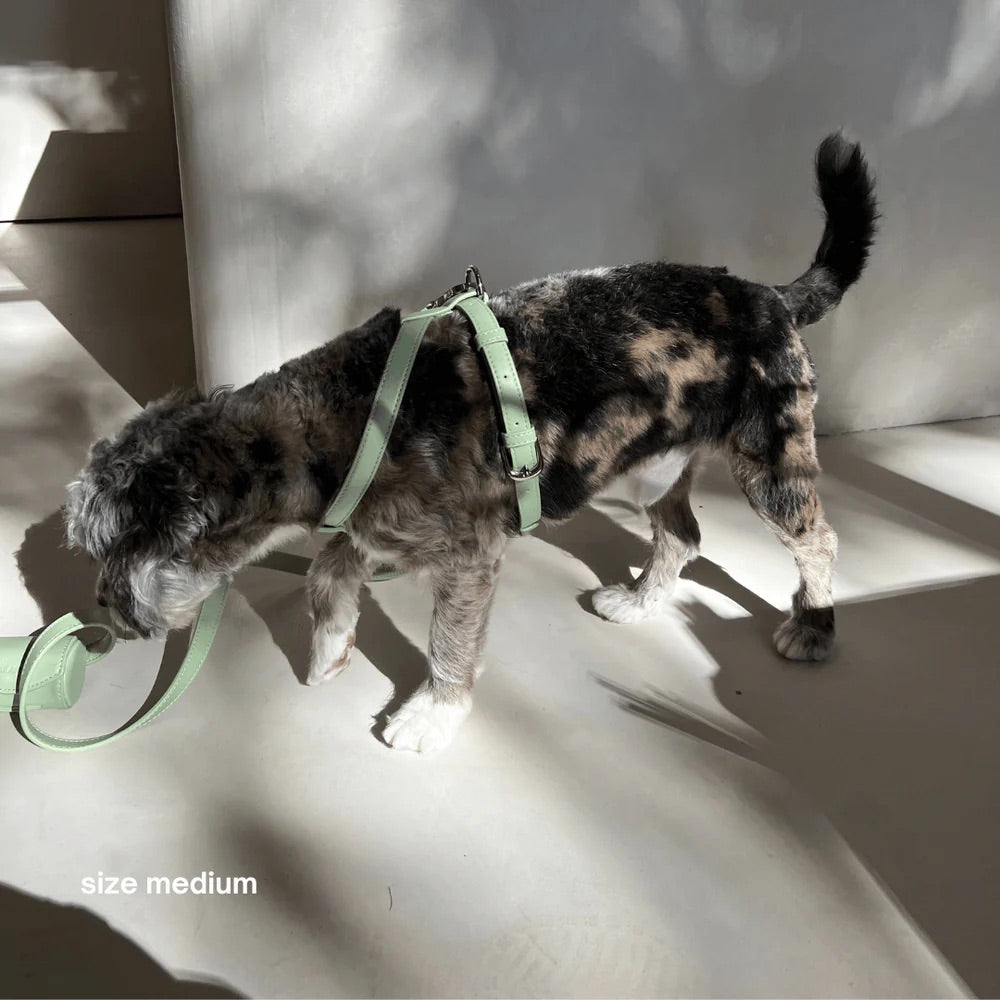 Dog wearing a green harness on a light-colored floor