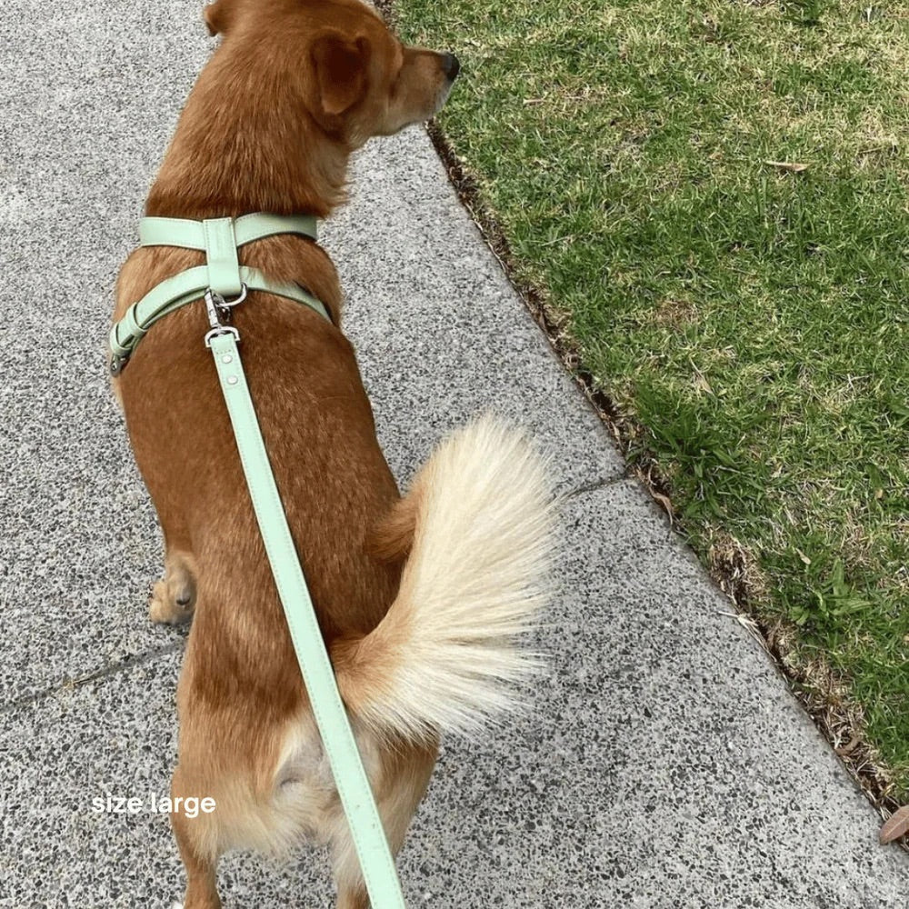 Dog on a leash walking on a sidewalk next to grass