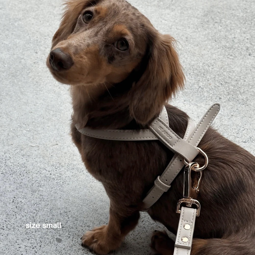 Small dog wearing a light gray harness on a light gray background