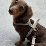 Small dog wearing a light gray harness on a light gray background