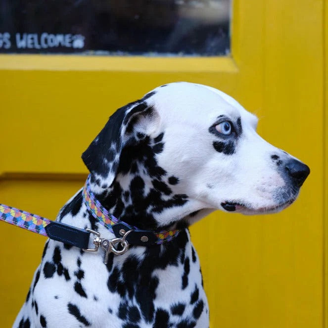 Dalmatian dog with a colorful collar and leash against a yellow background