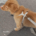 Small brown dog wearing a beige accessory on a gray pavement.