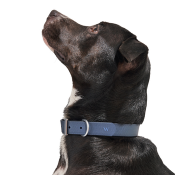 Wild One Dog Collar navy