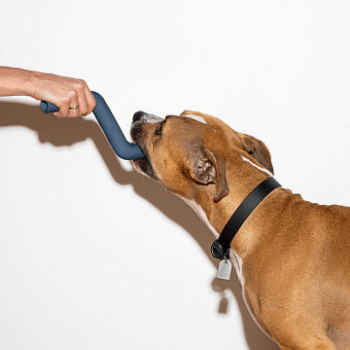 Wild One - Bolt Bite Dog Toy Navy