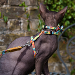 Hiro + Wolf Cat Collar & Harness