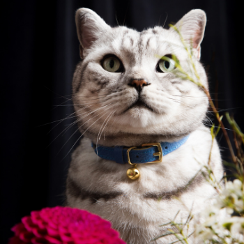 Caviar - Royal Cat Collar