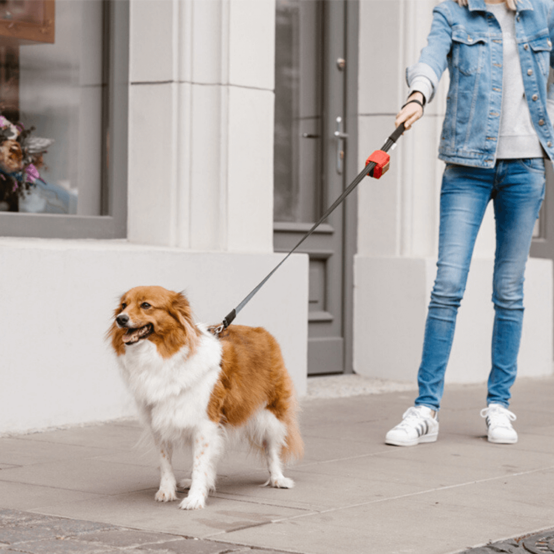 Dog walking bag online pets at home