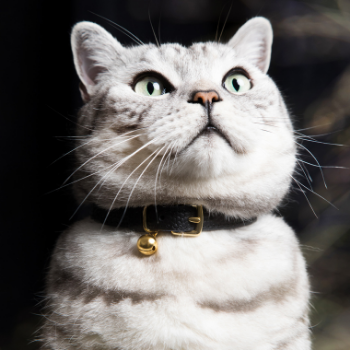 Cheshire &amp; Wain Beluga Caviar Cat Collar
