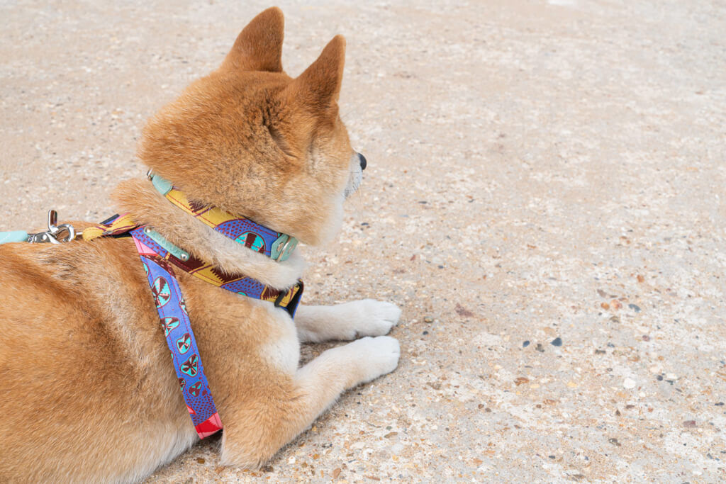 Hiro + Wolf Kaleidoscope Dog Collar