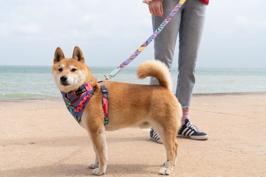 Hiro + Wolf Kaleidoscope Dog Bandana