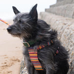 Hiro + Wolf Coastal Kikoy Dog Harness