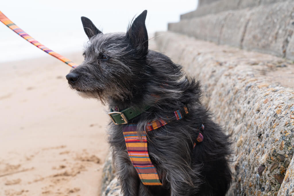 Hiro + Wolf Coastal Kikoy Dog Harness